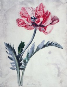 Flower Pieces, Oriental Poppy